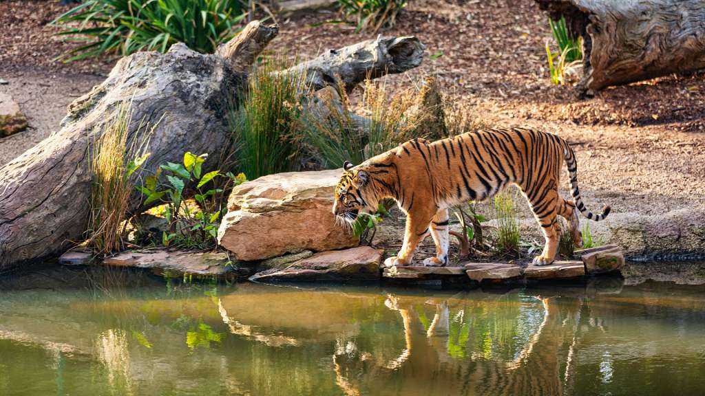 golden triangle tour with ranthambore