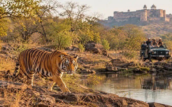 Golden Triangle with Ranthambore tiger safari featuring a Bengal tiger near a water body and a safari jeep in the forest.